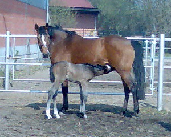 broodmare Chanell CK (Oldenburg, 1996, from Cordalme Z)