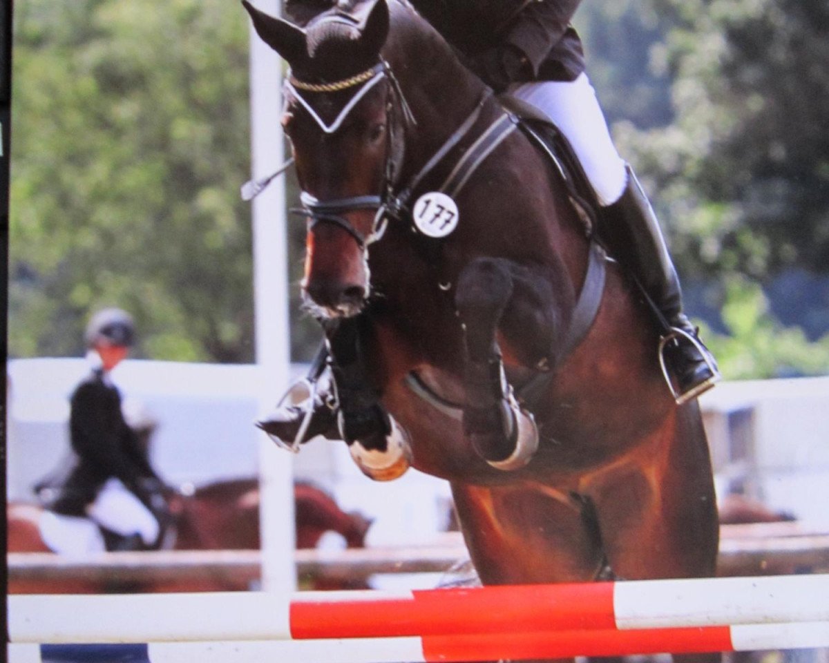 broodmare Cecil CK (Westphalian, 2005, from Calido I)
