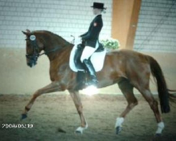 dressage horse Donna Bonita 5 (Westphalian, 2000, from Don Bedo I)