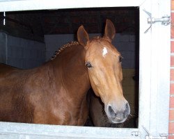 broodmare Die Rose (Westphalian, 1996, from Damenstolz)