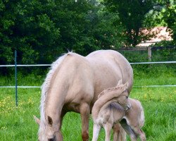 Dressurpferd Wert’s So Special (Deutsches Reitpony, 2022, von D-Gold AT NRW)