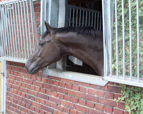horse Florieux (Westphalian, 2002, from Florestan I)