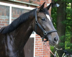 dressage horse Reina de la Noche (Cruzado-Espanol, 2009, from Rosentanz)