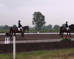 dressage horse Wessley 8 (Hanoverian, 2003, from Wolkentanz I)