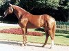 stallion D'Accord (Westphalian, 1992, from Damenstolz)