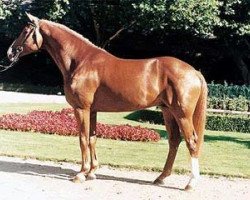 stallion D'Accord (Westphalian, 1992, from Damenstolz)