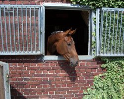 broodmare Diandra 32 (Westphalian, 2003, from D'Accord)