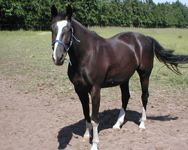 jumper Welfare 12 (KWPN (Royal Dutch Sporthorse), 2003, from Haarlem)