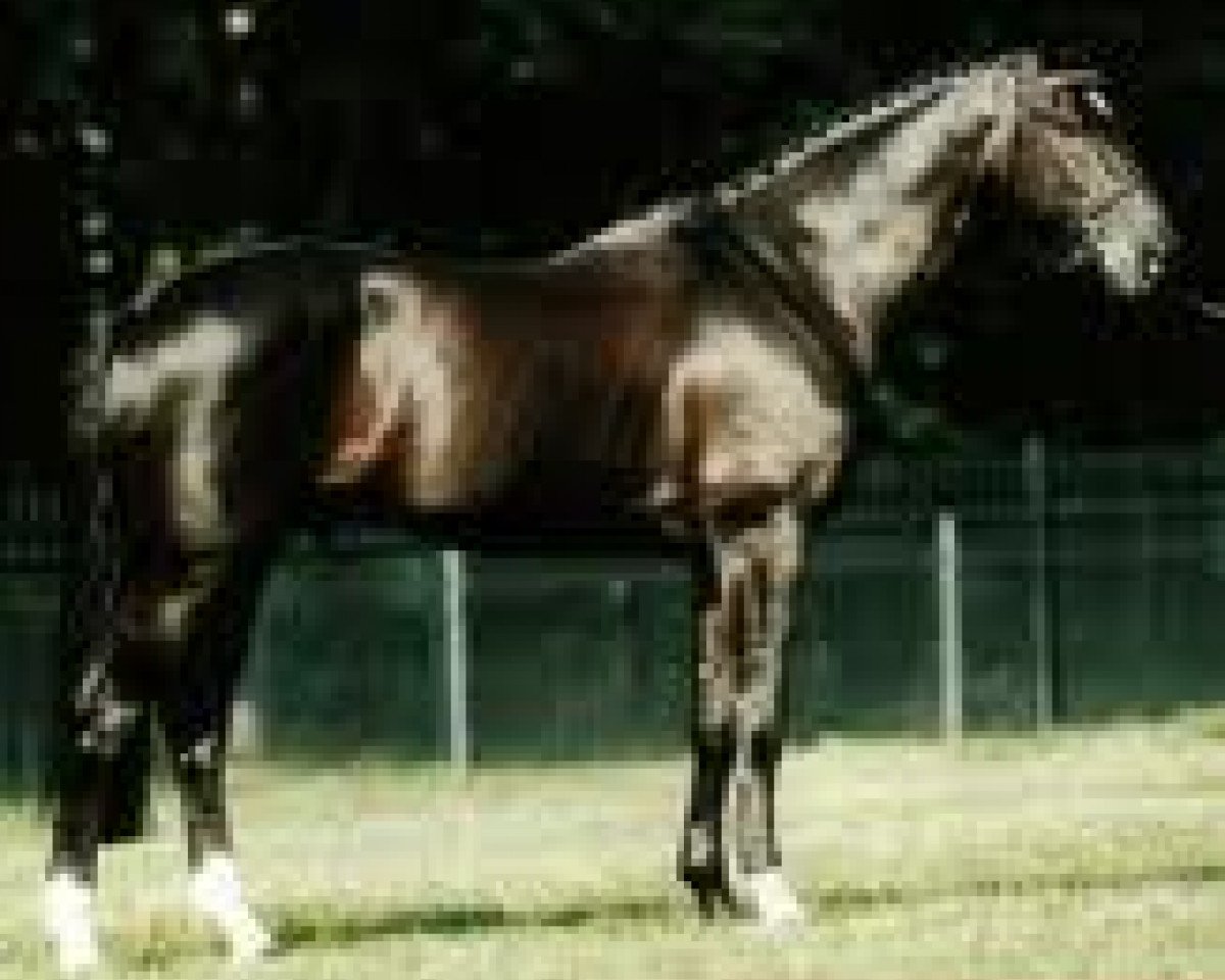 Deckhengst Haarlem (KWPN (Niederländisches Warmblut), 1989, von Voltaire)
