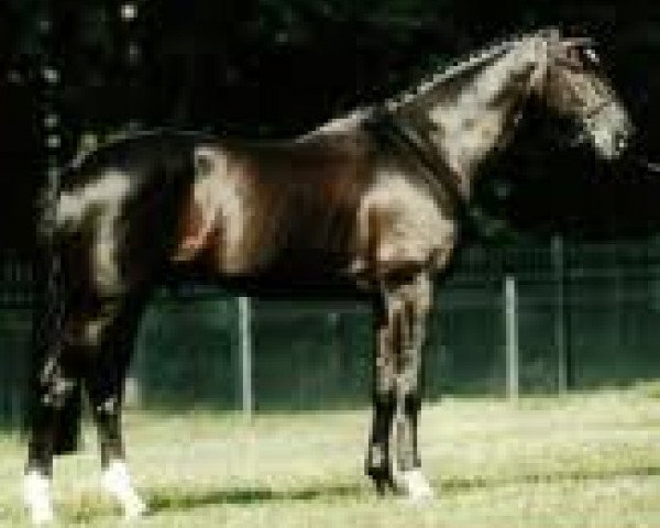 stallion Haarlem (Dutch Warmblood, 1989, from Voltaire)