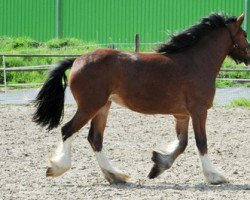 broodmare Schuhmann's Brandy (Shire, 2010, from Arclid Minshull Monty)