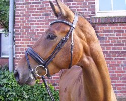 dressage horse Real Pleasure 3 (Westfale, 2009, from Rohniro)