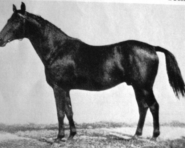 stallion Bussard (Trakehner, 1928, from Waldjunker)