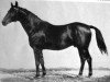 stallion Bussard (Trakehner, 1928, from Waldjunker)