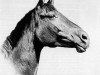 horse Herbstgold (Trakehner, 1957, from Totilas)