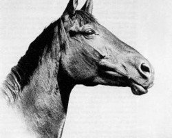 broodmare Herbstgold (Trakehner, 1957, from Totilas)