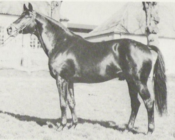stallion Herzbube (Trakehner, 1964, from Gunnar DH 185)
