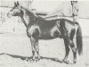 stallion Herzbube (Trakehner, 1964, from Gunnar)