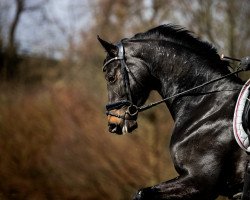 dressage horse Fleur de nuit 6 (Hanoverian, 2017, from For Dance)