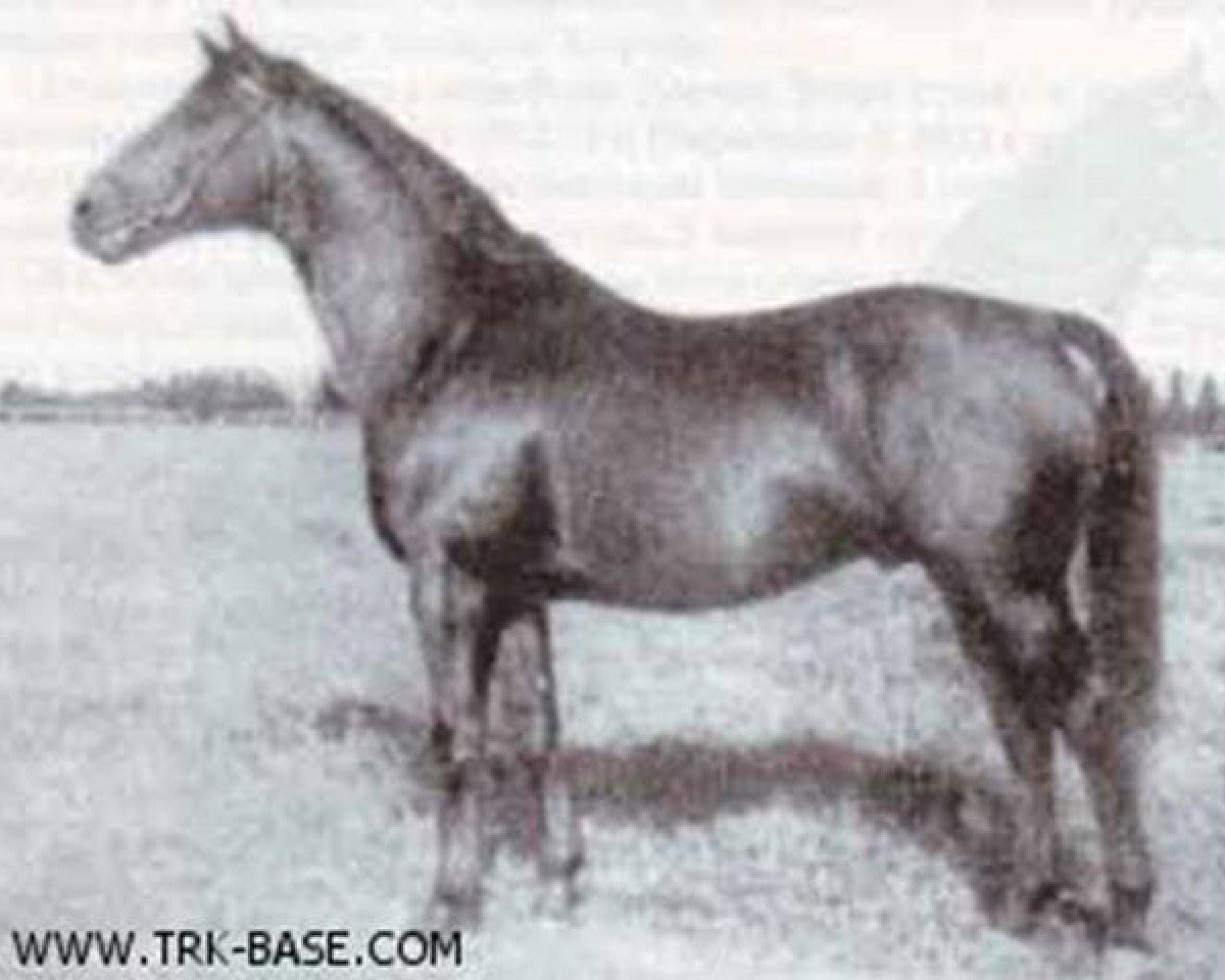Deckhengst Creon 4035 (Trakehner, 1937, von Pythagoras)