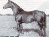 stallion Creon (Trakehner, 1937, from Pythagoras)
