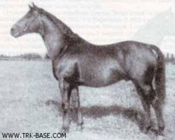 stallion Creon (Trakehner, 1937, from Pythagoras)