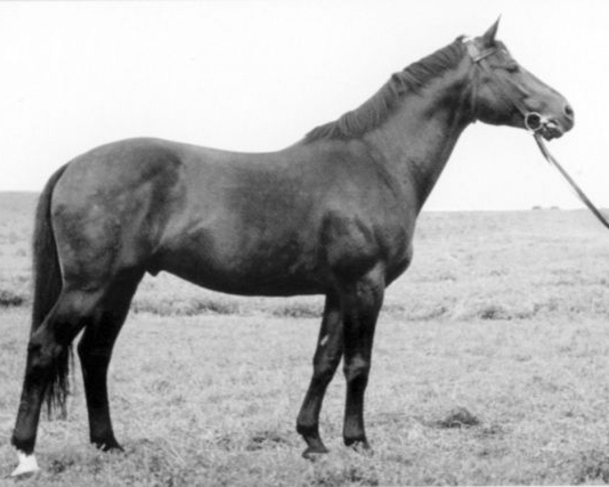 Deckhengst Goldregen (Trakehner, 1943, von Creon 4035)