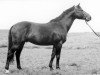 stallion Goldregen (Trakehner, 1943, from Creon)