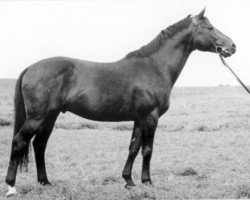 stallion Goldregen (Trakehner, 1943, from Creon)