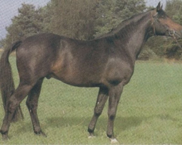stallion Husar (Trakehner, 1978, from Herzbube)
