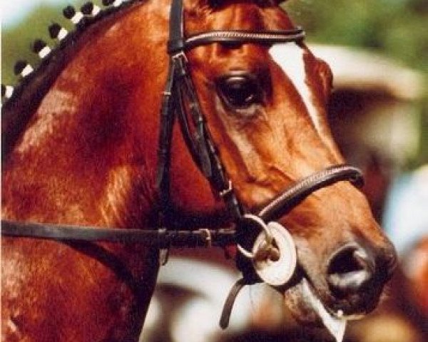 stallion Vita Nova's Hanassie (Nederlands Welsh Ridepony, 1983, from Downland Folklore)