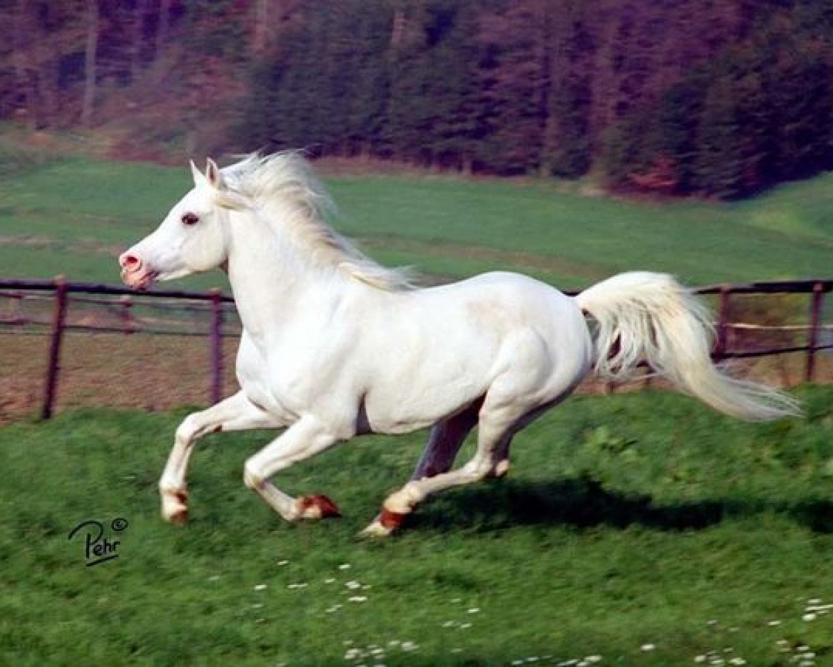 stallion Monrad 1974 ox (Arabian purebred, 1974, from Hadban Enzahi 1952 EAO)