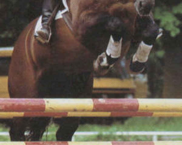 stallion Grandus (Hanoverian, 1978, from Grande)