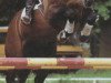 horse Grandus (Hanoverian, 1978, from Grande)