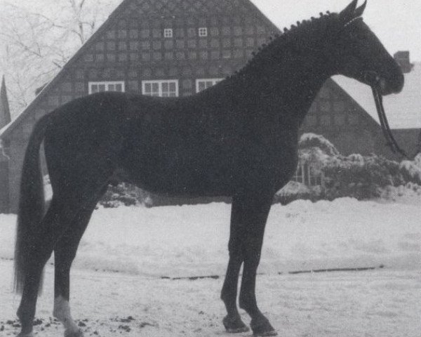 stallion Golden Miller (Hanoverian, 1976, from Gotthard)