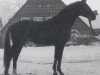 stallion Golden Miller (Hanoverian, 1976, from Gotthard)