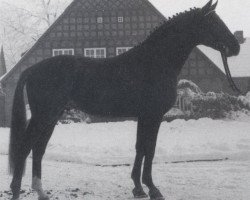 stallion Golden Miller (Hanoverian, 1976, from Gotthard)