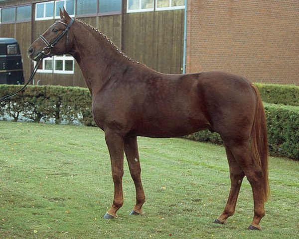 jumper Stand up (Hanoverian, 2001, from Stakkato)