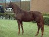 stallion Stand Up 2 (Hanoverian, 2001, from Stakkato)