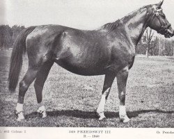 broodmare 560 Przedswit III (Przedswit, 1940, from 165 Przedswit VII-4)