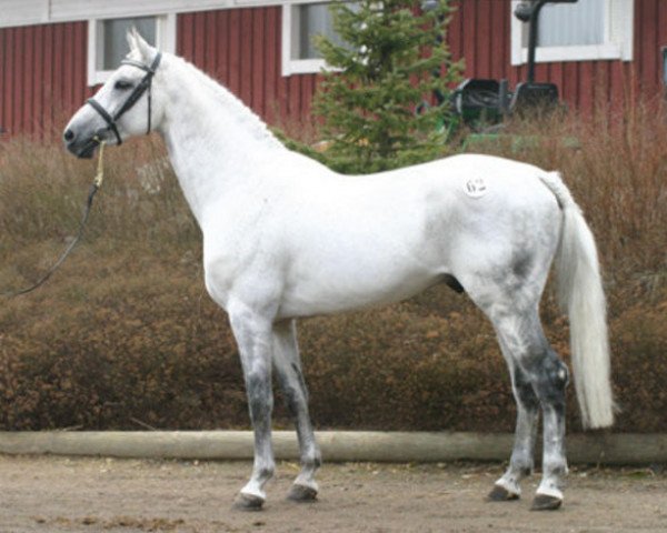 stallion La Zarras 119 FIN (Holsteiner, 1988, from Landgraf I)