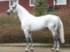 stallion La Zarras 119 FIN (Holsteiner, 1988, from Landgraf I)