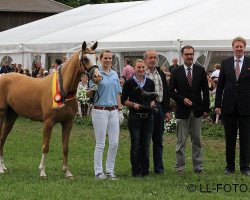 Springpferd Toffifee 37 (Deutsches Reitpony, 2009, von Top Zento)