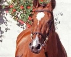 broodmare Apocalypte Z (Holsteiner, 1985, from Ahorn Z)