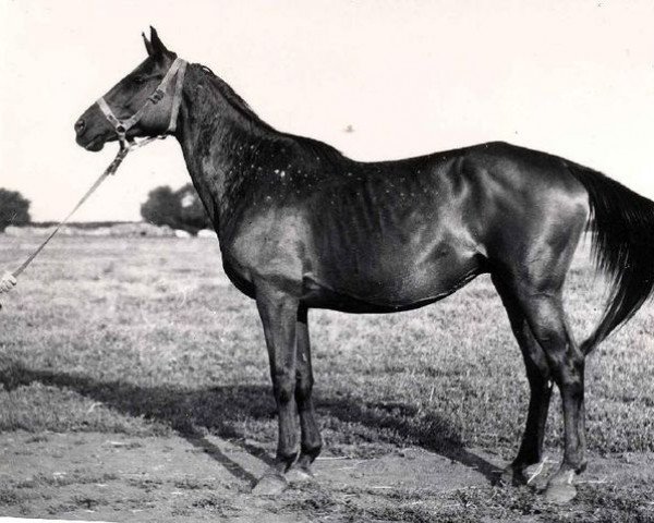 broodmare Obida 17 (Russian Trakehner, 1963, from Osadok 13)