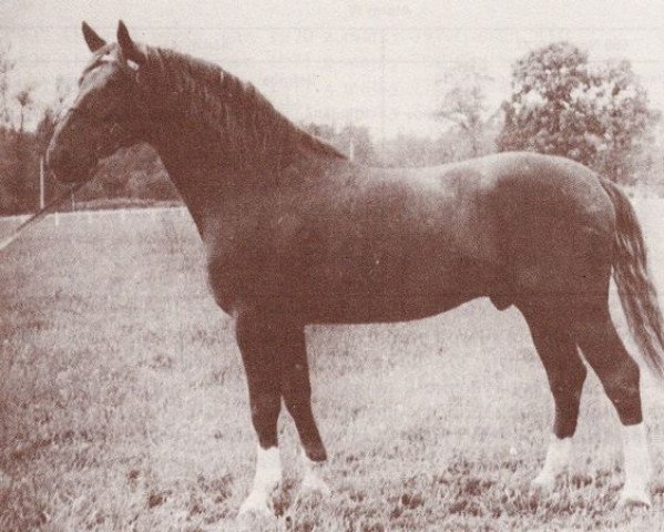 Pferd Alarm V (British Sport Horse, 1967, von Alarm)