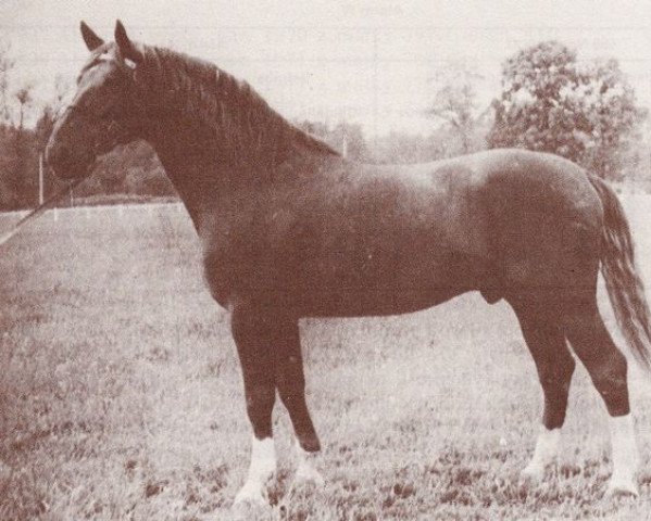 horse Alarm V (British Sport Horse, 1967, from Alarm)