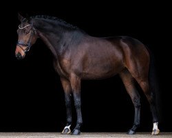 dressage horse Ibiza's Idabella (Hannoveraner, 2017, from Asgard's Ibiza)