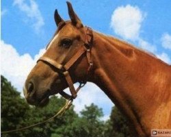 broodmare Bekaria (Great Poland (wielkopolska), 1969, from Aut)