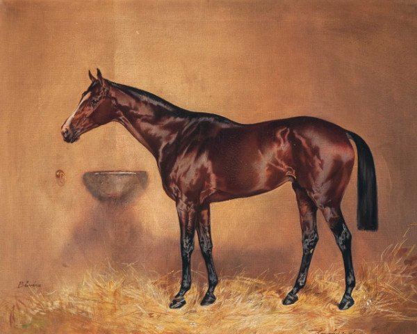 stallion Buvesz xx (Thoroughbred, 1924, from Kokoro xx)